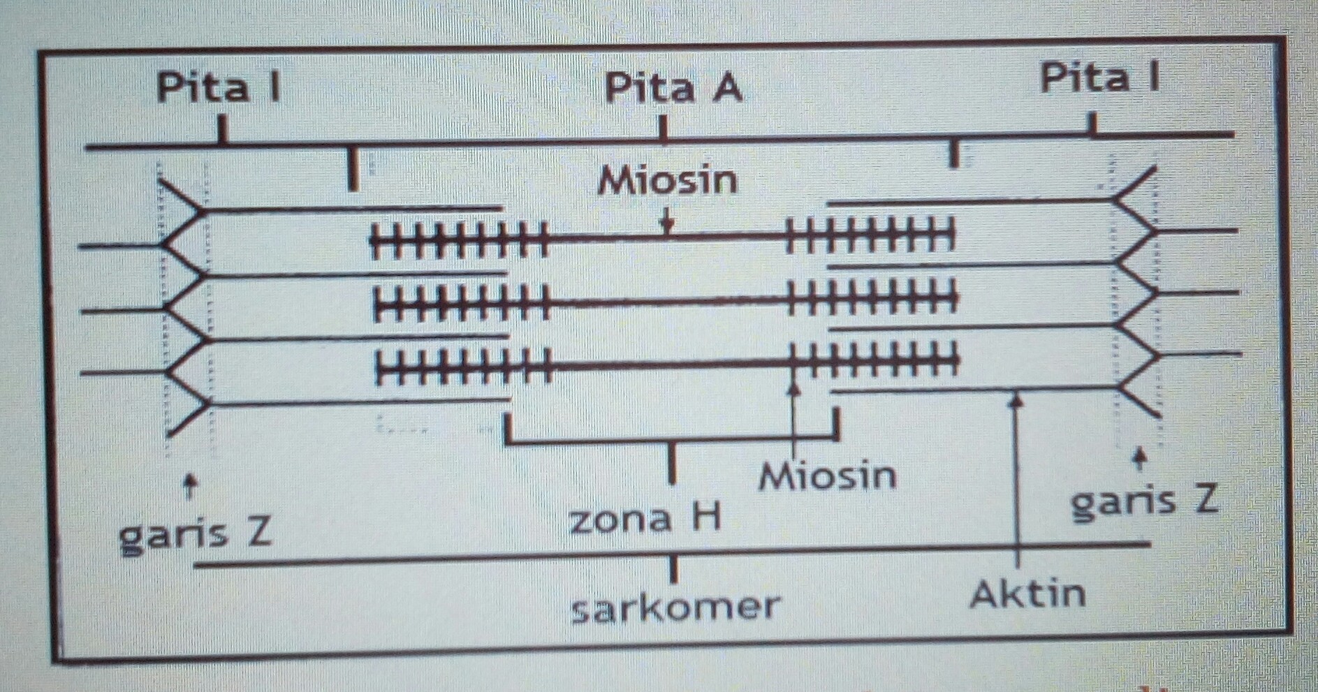 Detail Gambar Sarkomer Pada Otot Nomer 24