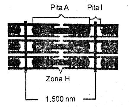 Detail Gambar Sarkomer Pada Otot Nomer 26