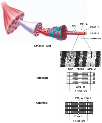 Detail Gambar Sarkomer Pada Otot Nomer 34