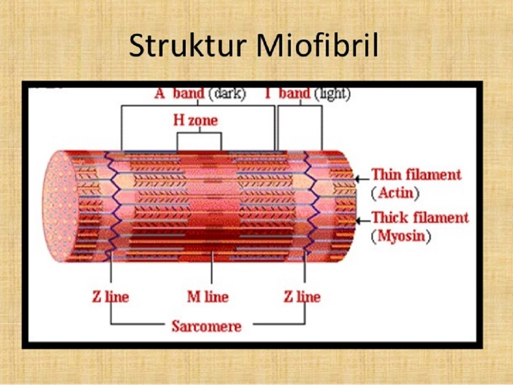 Detail Gambar Sarkomer Pada Otot Nomer 37