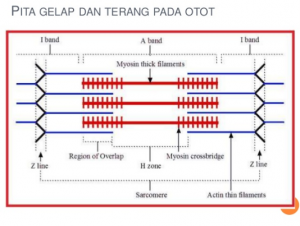 Detail Gambar Sarkomer Pada Otot Nomer 5