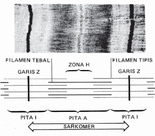 Detail Gambar Sarkomer Pada Otot Nomer 39