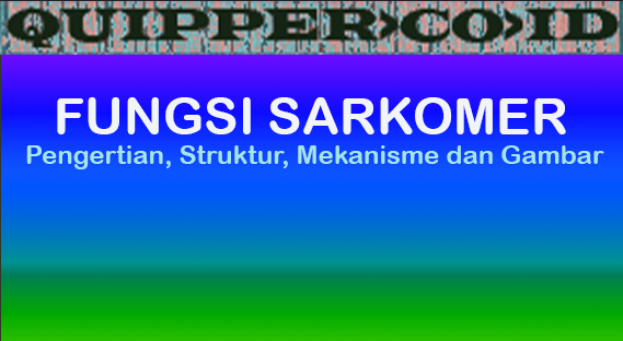 Detail Gambar Sarkomer Pada Otot Nomer 41