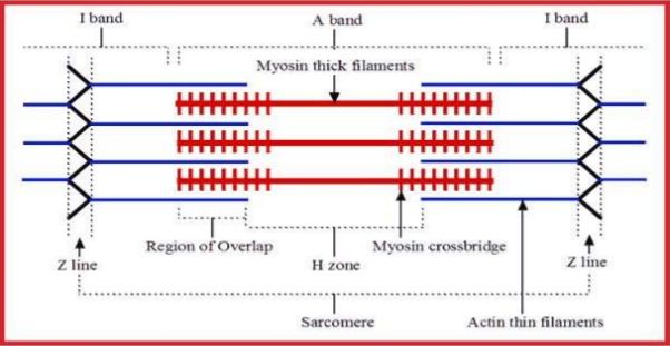 Detail Gambar Sarkomer Pada Otot Nomer 9