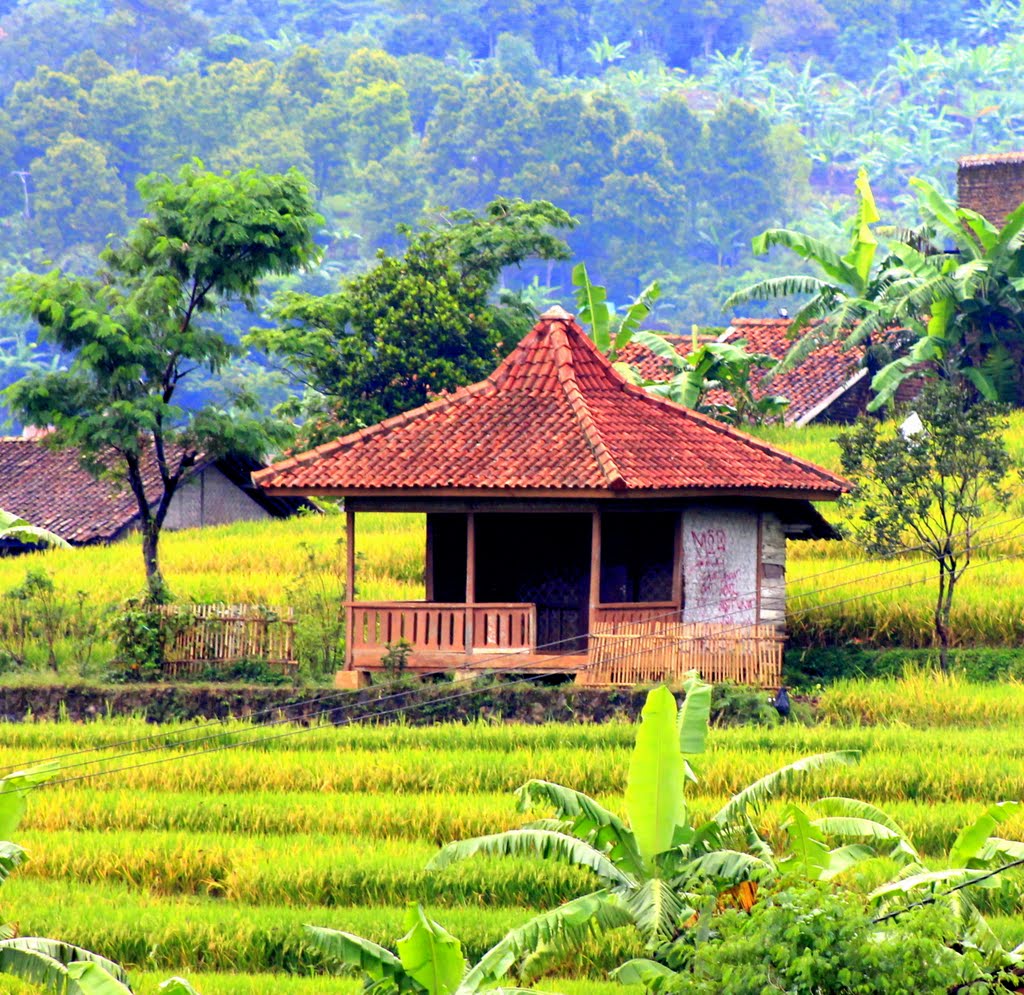 Detail Gambar Saung Di Sawah Nomer 5