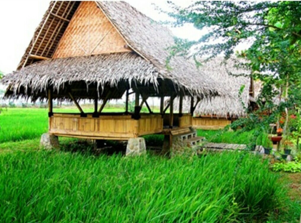 Detail Gambar Saung Di Sawah Nomer 8