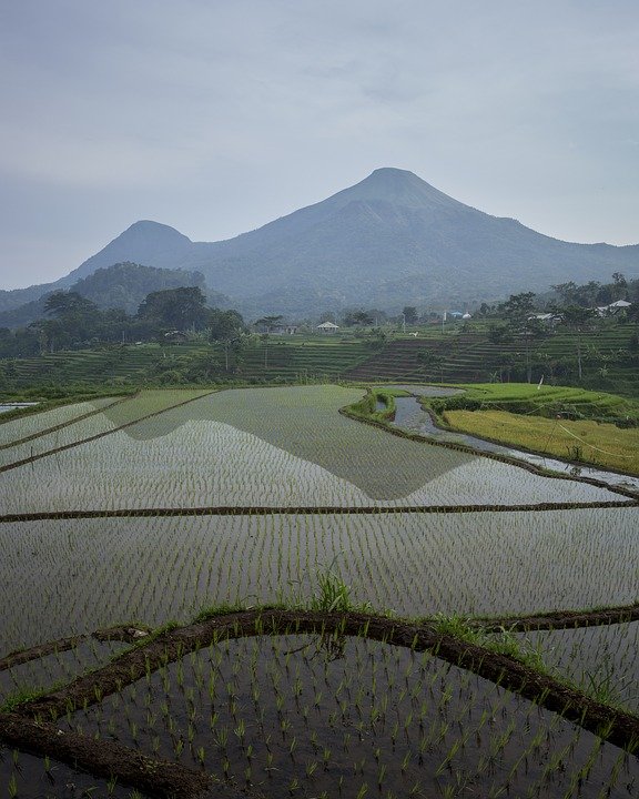 Detail Gambar Sawah Dan Gunung Nomer 13