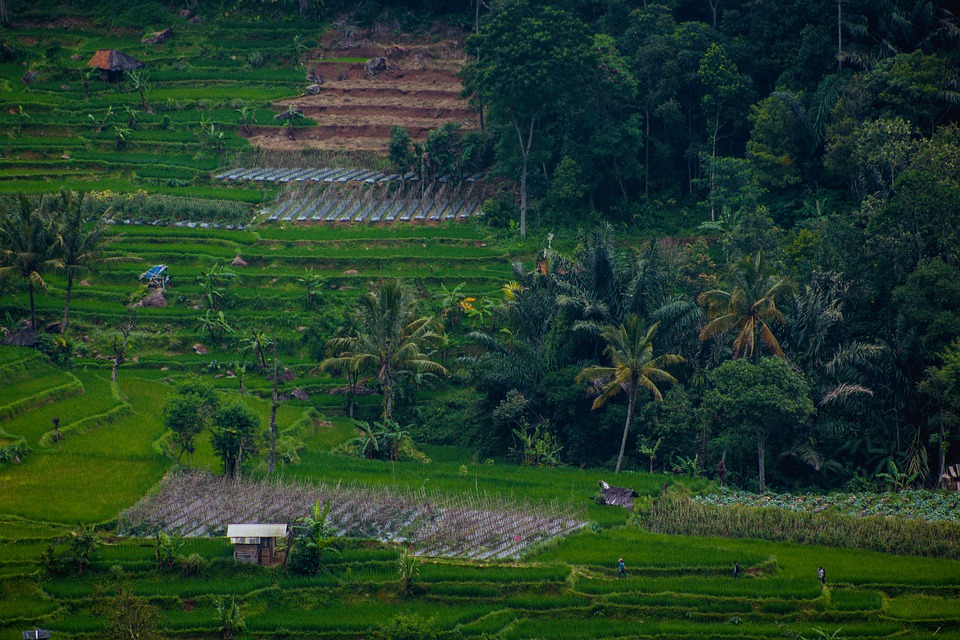 Detail Gambar Sawah Dan Kebun Nomer 2