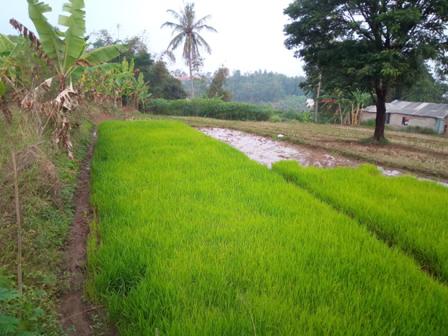 Detail Gambar Sawah Dan Kebun Nomer 11