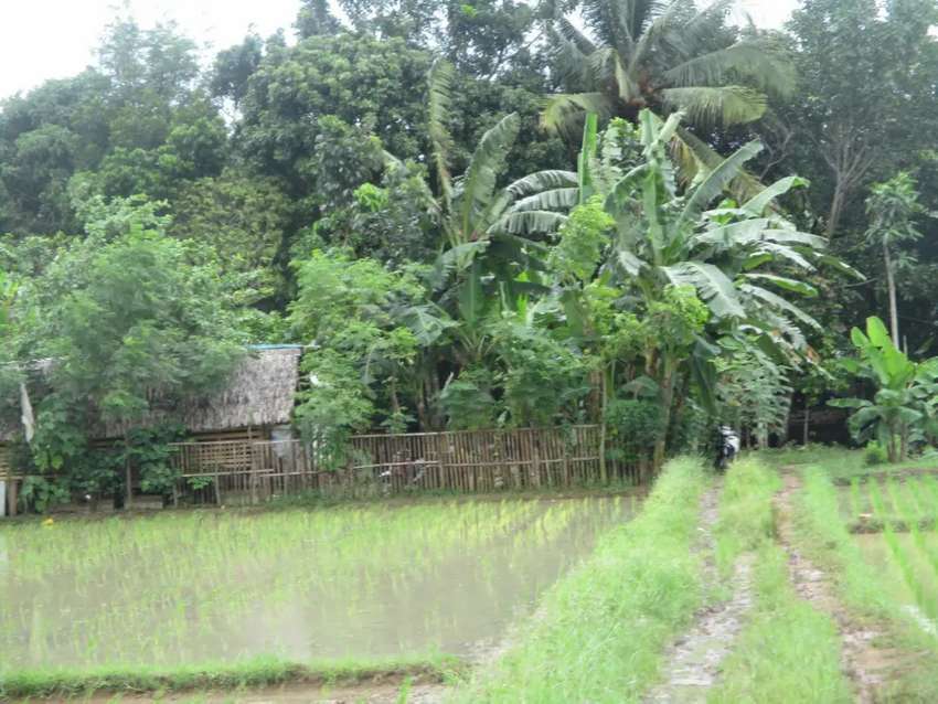 Detail Gambar Sawah Dan Kebun Nomer 12