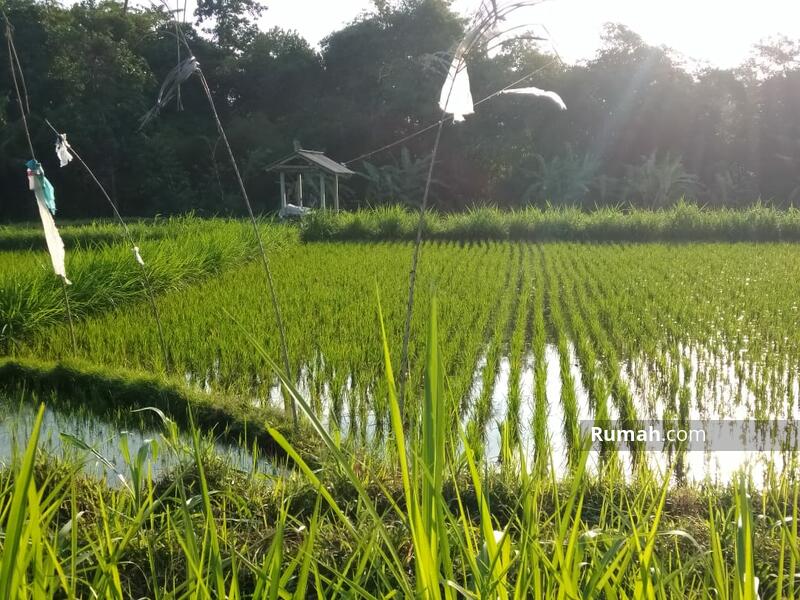 Detail Gambar Sawah Dan Kebun Nomer 18