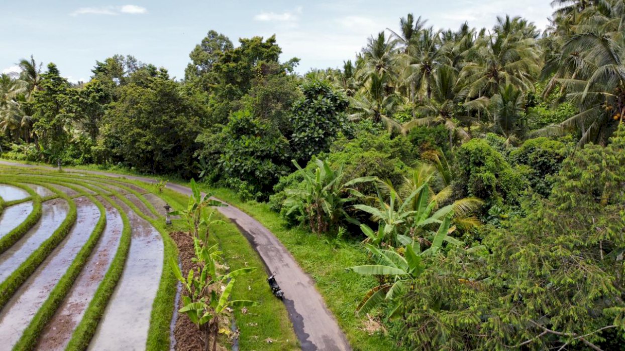 Detail Gambar Sawah Dan Kebun Nomer 26