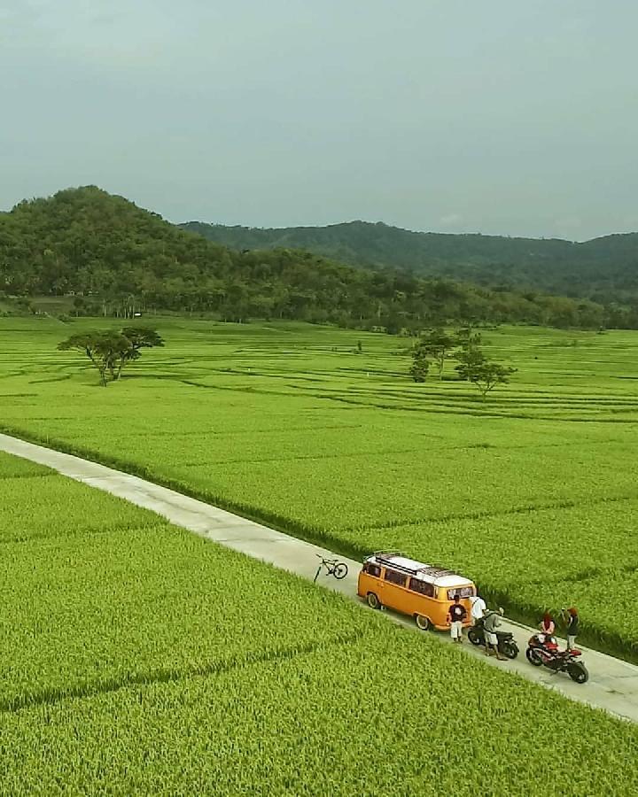 Detail Gambar Sawah Dan Kebun Nomer 50