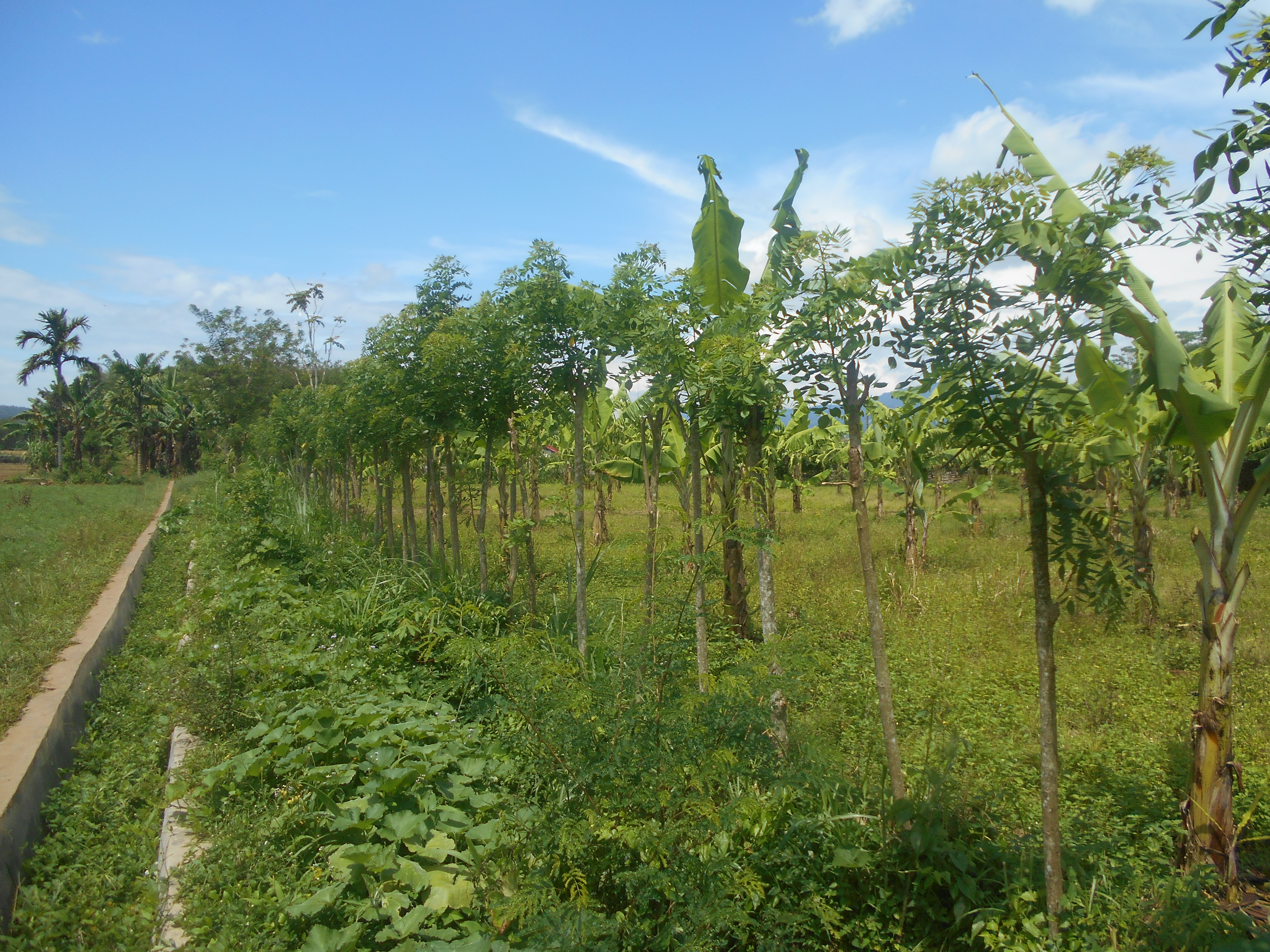 Detail Gambar Sawah Dan Kebun Nomer 6