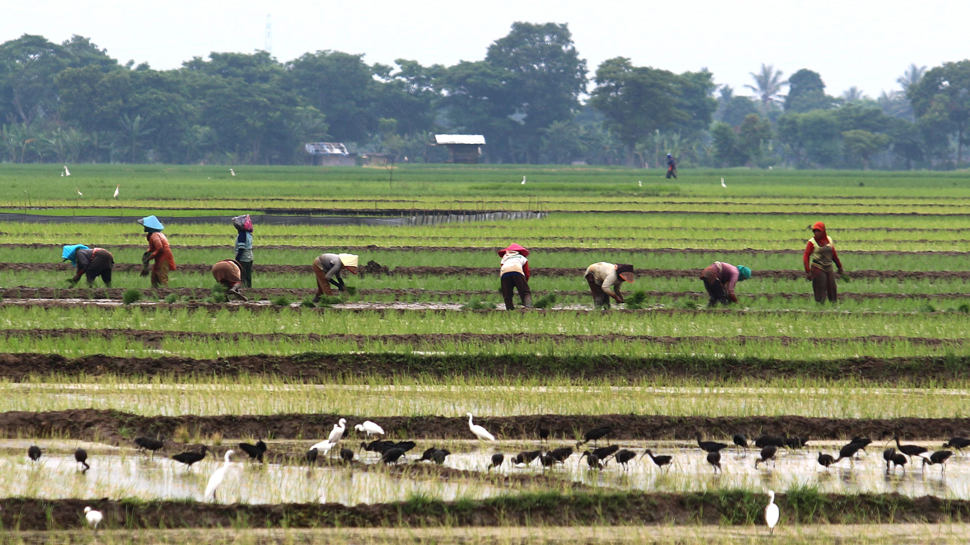 Gambar Sawah Dan Petani - KibrisPDR