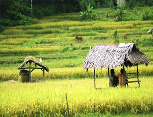 Detail Gambar Sawah Dan Petani Nomer 9