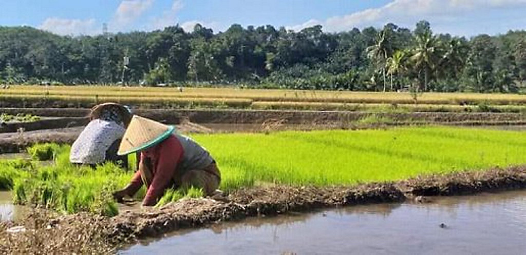 Detail Gambar Sawah Dan Petani Nomer 11