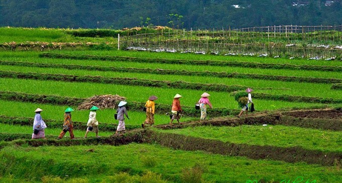 Detail Gambar Sawah Dan Petani Nomer 12