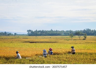 Detail Gambar Sawah Dan Petani Nomer 13