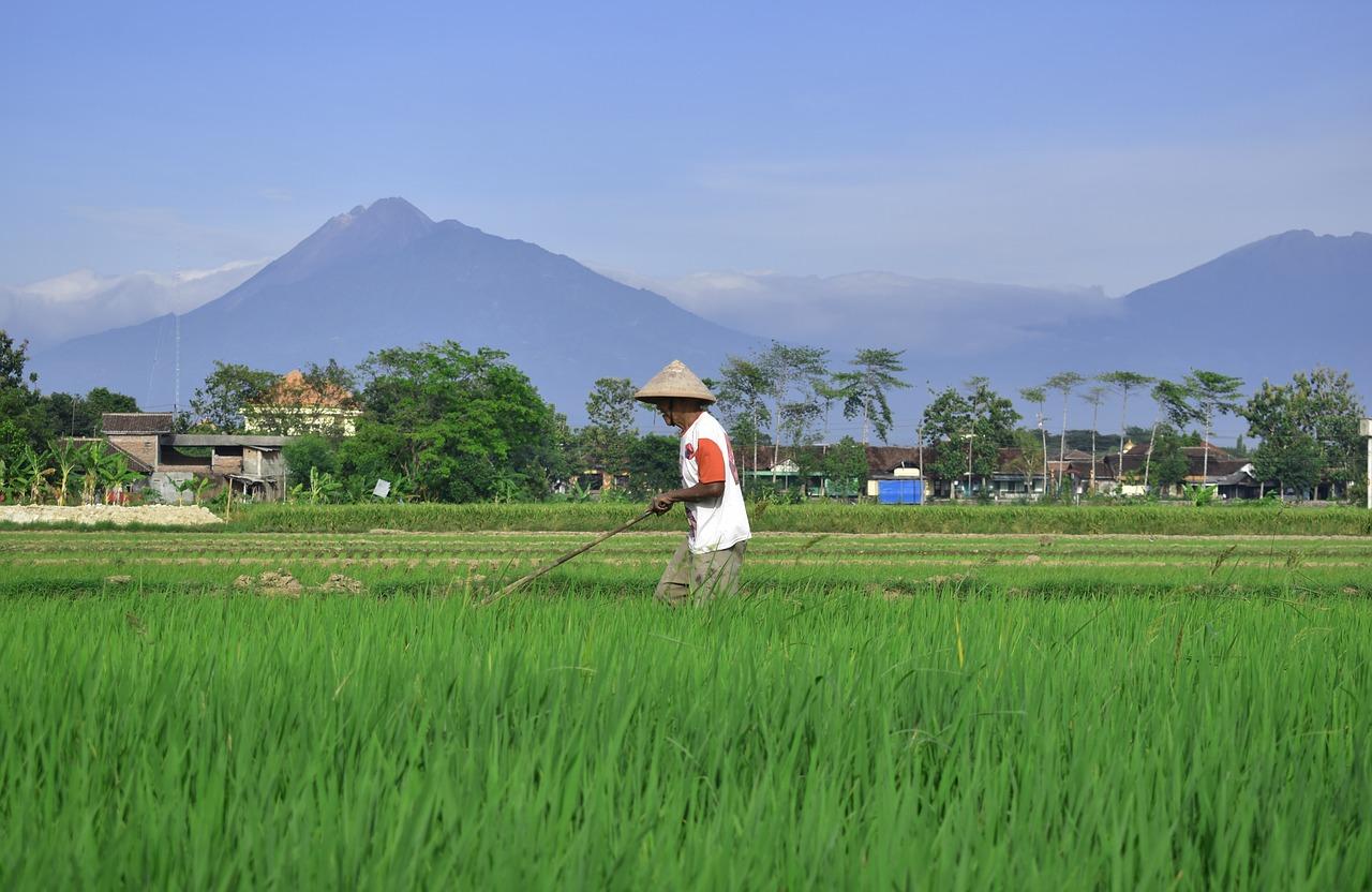 Detail Gambar Sawah Dan Petani Nomer 3