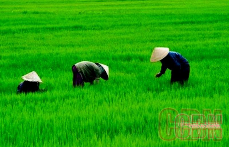 Detail Gambar Sawah Dan Petani Nomer 19