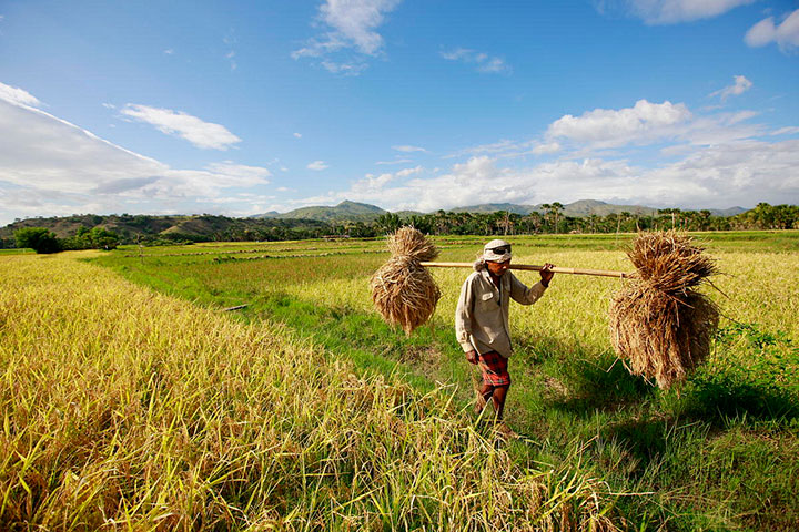 Detail Gambar Sawah Dan Petani Nomer 23