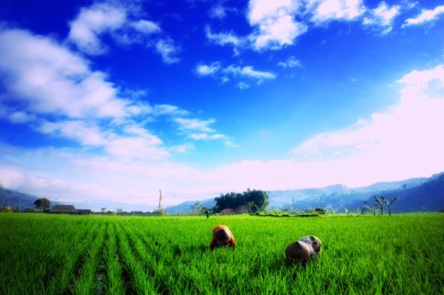 Download Gambar Sawah Dan Petani Nomer 30