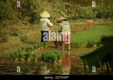 Detail Gambar Sawah Dan Petani Nomer 34