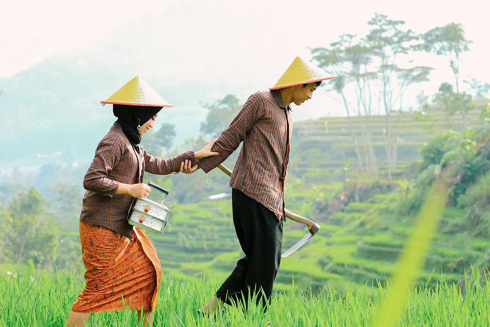 Detail Gambar Sawah Dan Petani Nomer 5