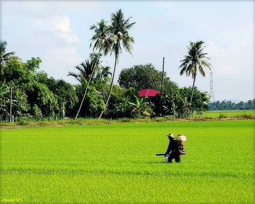 Detail Gambar Sawah Dan Petani Nomer 36