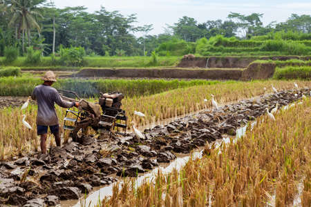 Detail Gambar Sawah Dan Petani Nomer 40