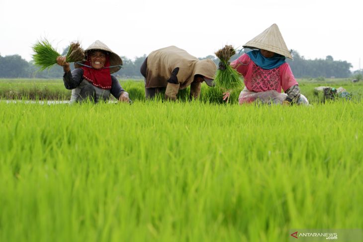 Detail Gambar Sawah Dan Petani Nomer 41