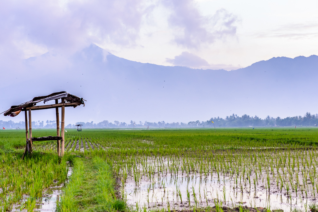 Download Gambar Sawah Dan Petani Nomer 42