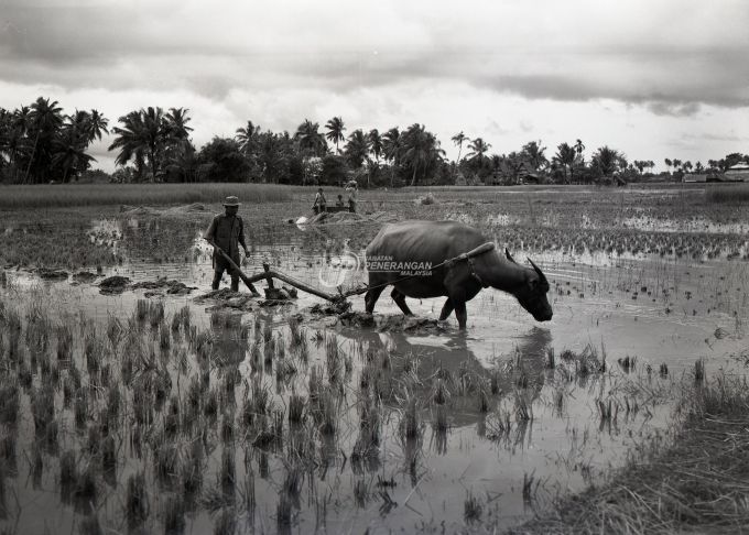 Detail Gambar Sawah Dan Petani Nomer 43