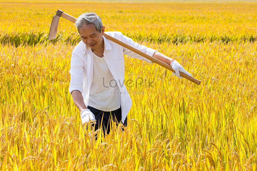 Detail Gambar Sawah Dan Petani Nomer 44