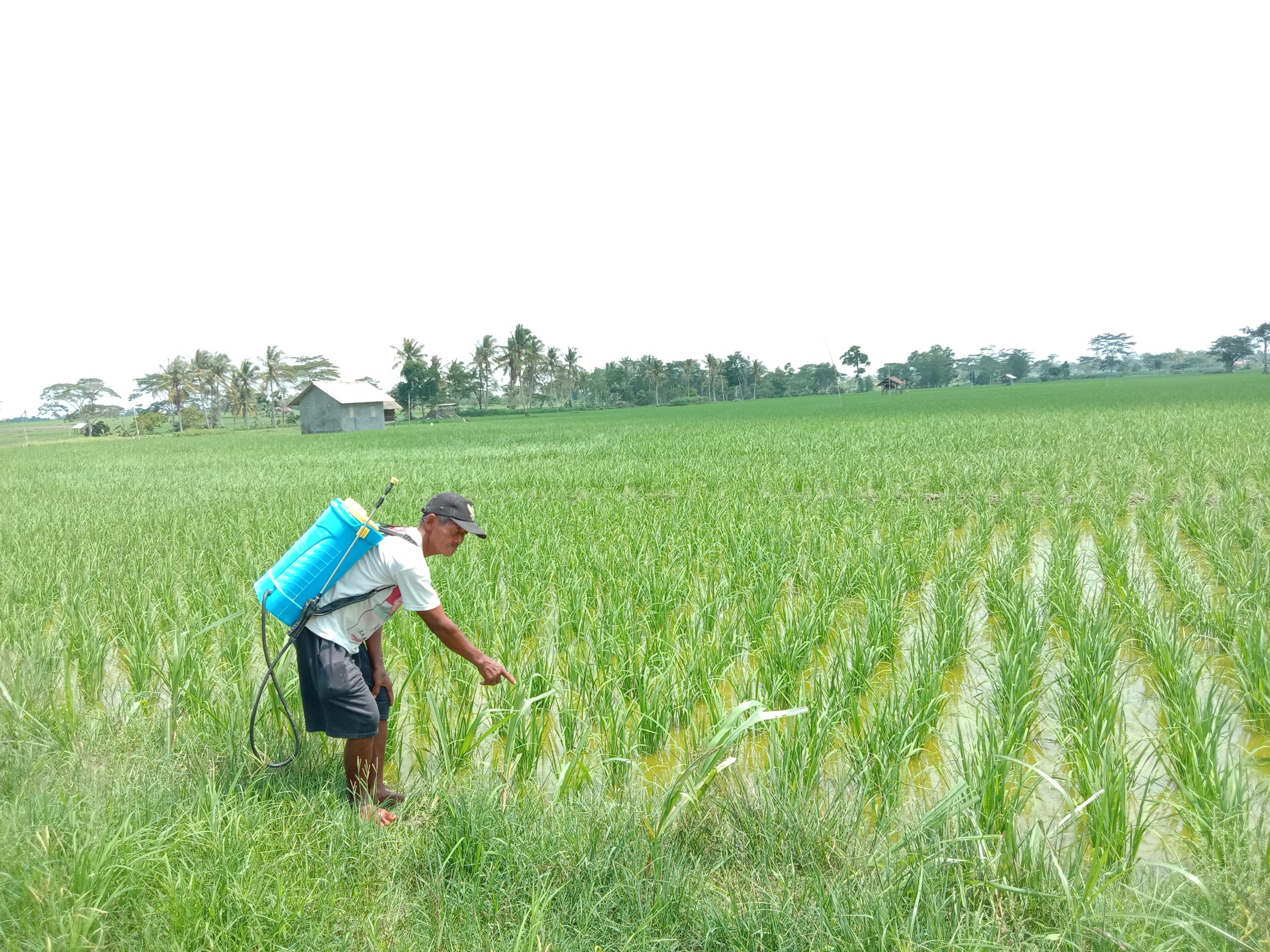 Detail Gambar Sawah Dan Petani Nomer 47