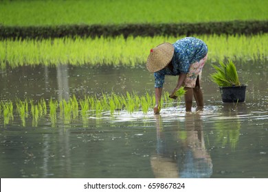 Detail Gambar Sawah Dan Petani Nomer 6