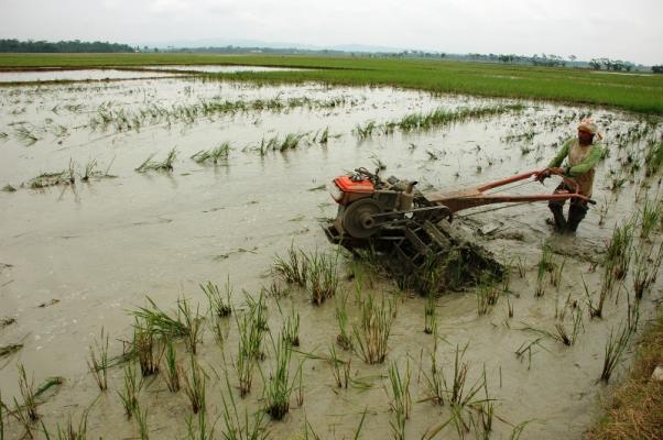 Detail Gambar Sawah Dibajak Nomer 4