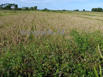 Detail Gambar Sawah Dibajak Nomer 32