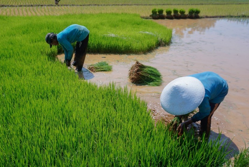 Detail Gambar Sawah Dibajak Nomer 39