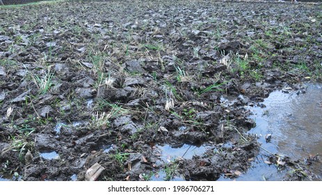 Detail Gambar Sawah Dibajak Nomer 6