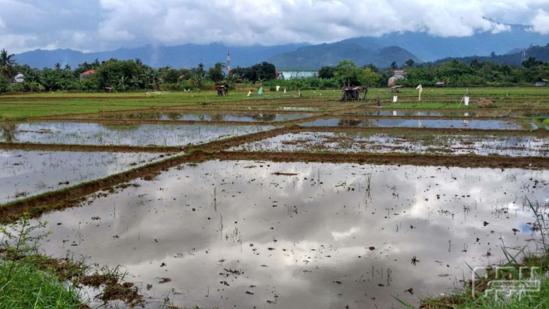 Detail Gambar Sawah Dibajak Nomer 8