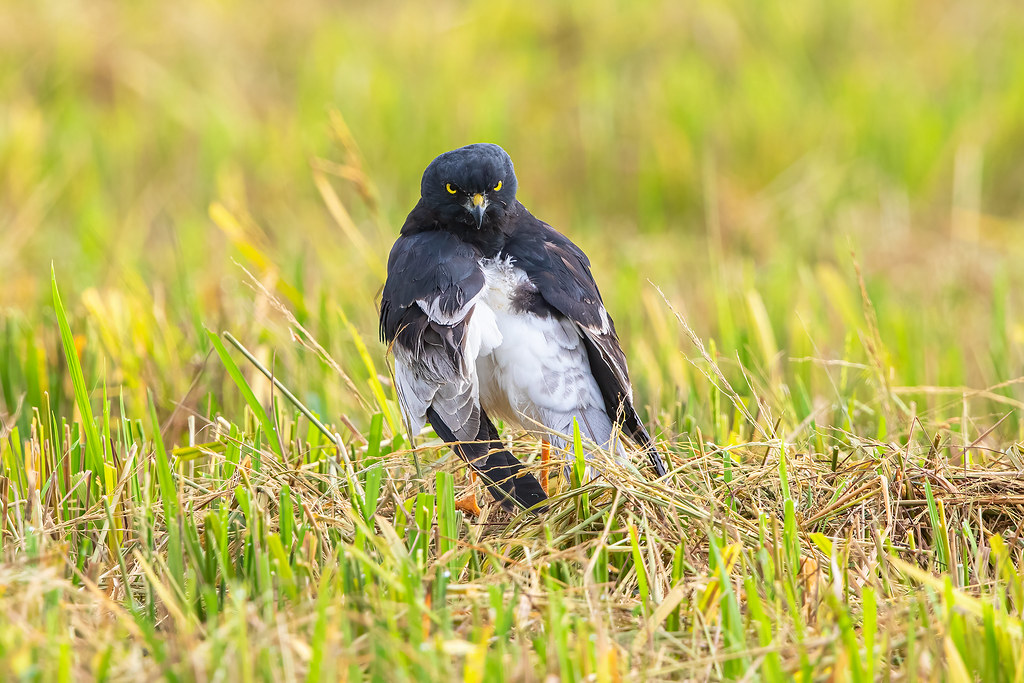 Detail Gambar Sawah Hitam Putih Nomer 21