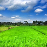 Detail Gambar Sawah Indah Nomer 9