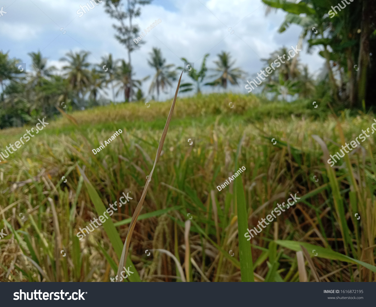 Detail Gambar Sawah Indah Nomer 30