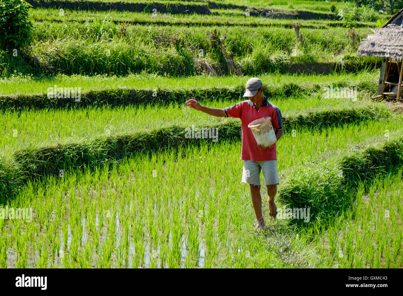 Detail Gambar Sawah Indah Nomer 39