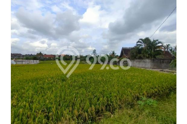 Detail Gambar Sawah Kotak Nomer 29