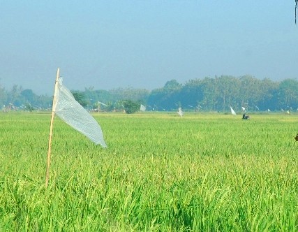 Detail Gambar Sawah Padi Gambar Sawah Padi Di Tengger Nomer 11