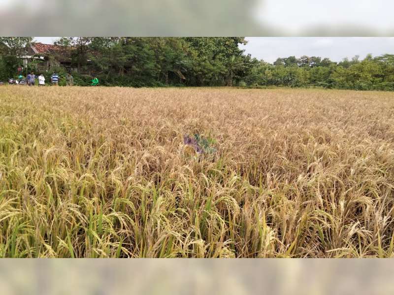 Detail Gambar Sawah Padi Gambar Sawah Padi Di Tengger Nomer 18