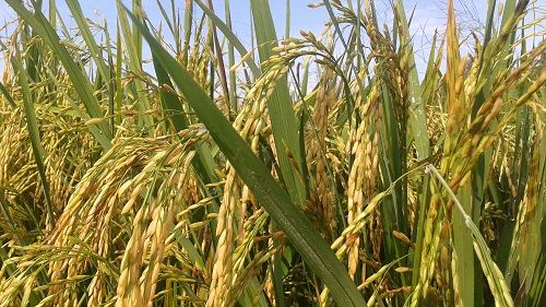 Detail Gambar Sawah Padi Gambar Sawah Padi Di Tengger Nomer 36